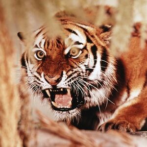 Meet your Posher, Vintage Garmz